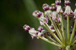 Longleaf milkweed